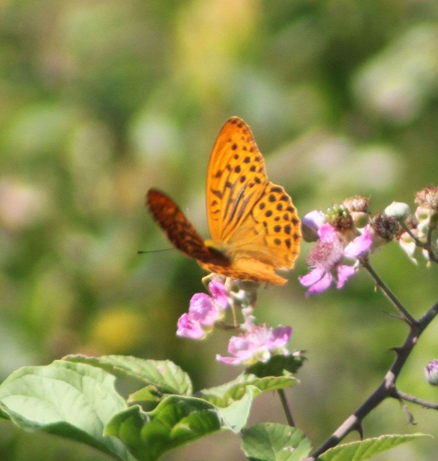 Argynnis paphia ?